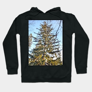 Coniferous Hoodie